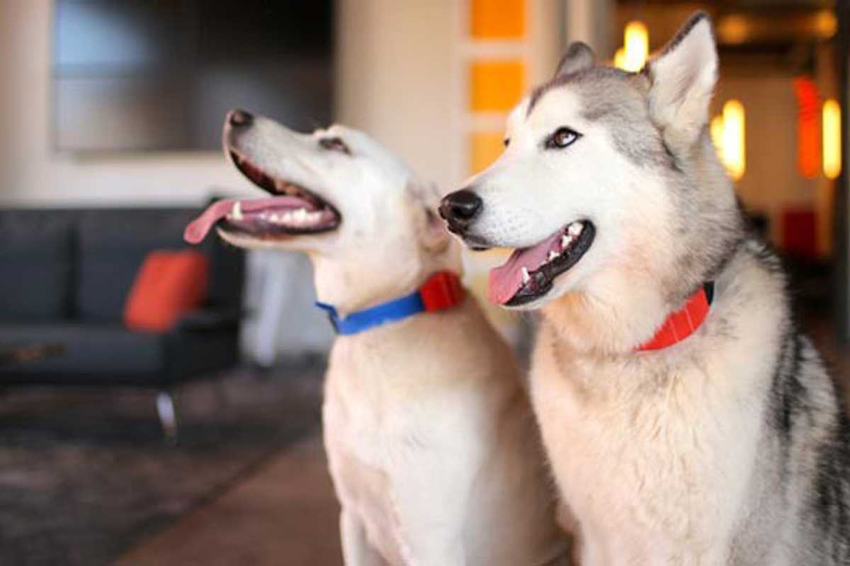 6 Best Smart Devices For Your Pet