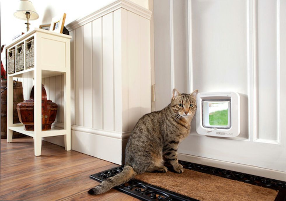 A cat in front of a SureFlap door