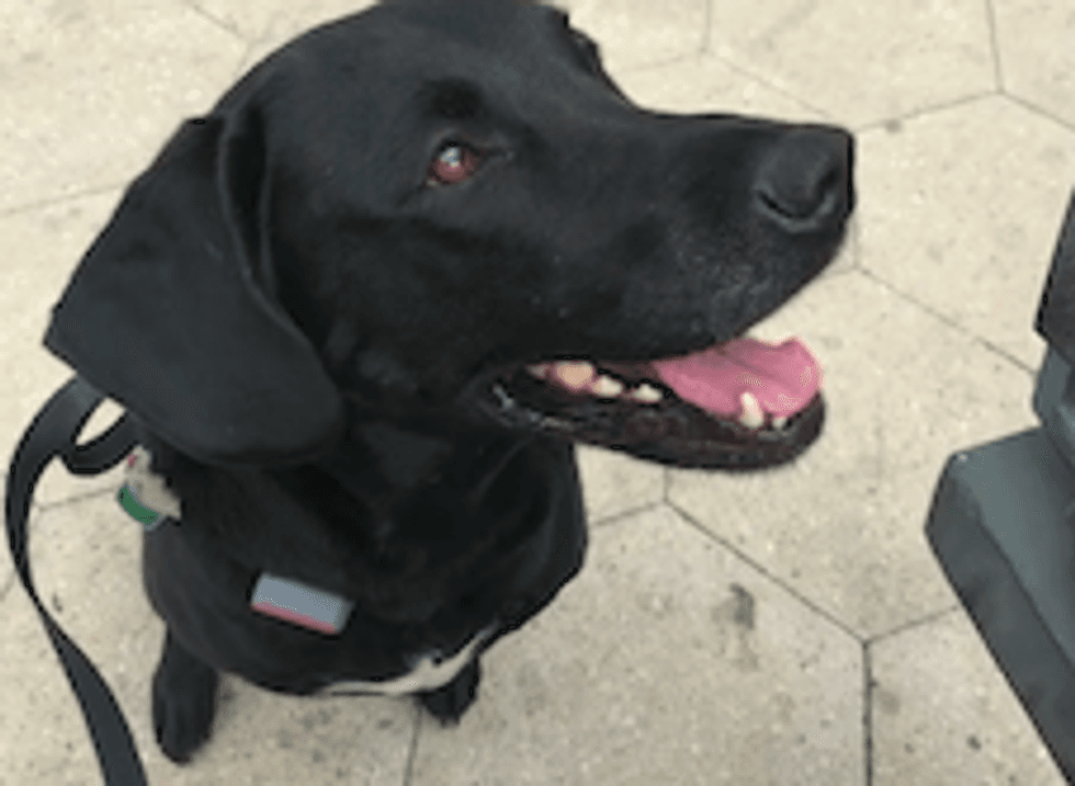 A dog with a Whistle collar around his neck