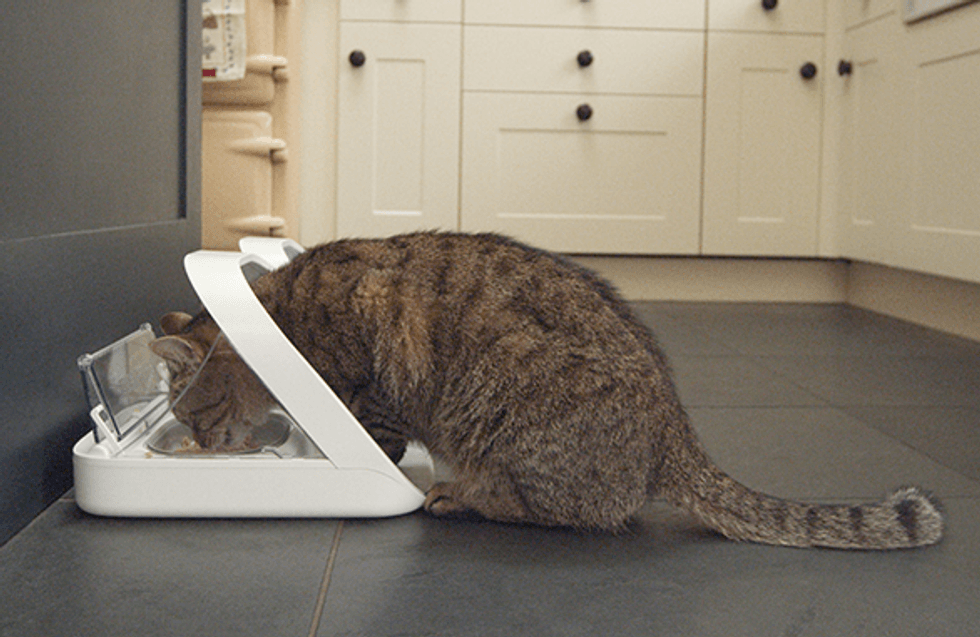A photo of a cat eating at kibble from the Sure Petcare Microchip Pet Feeder Connect