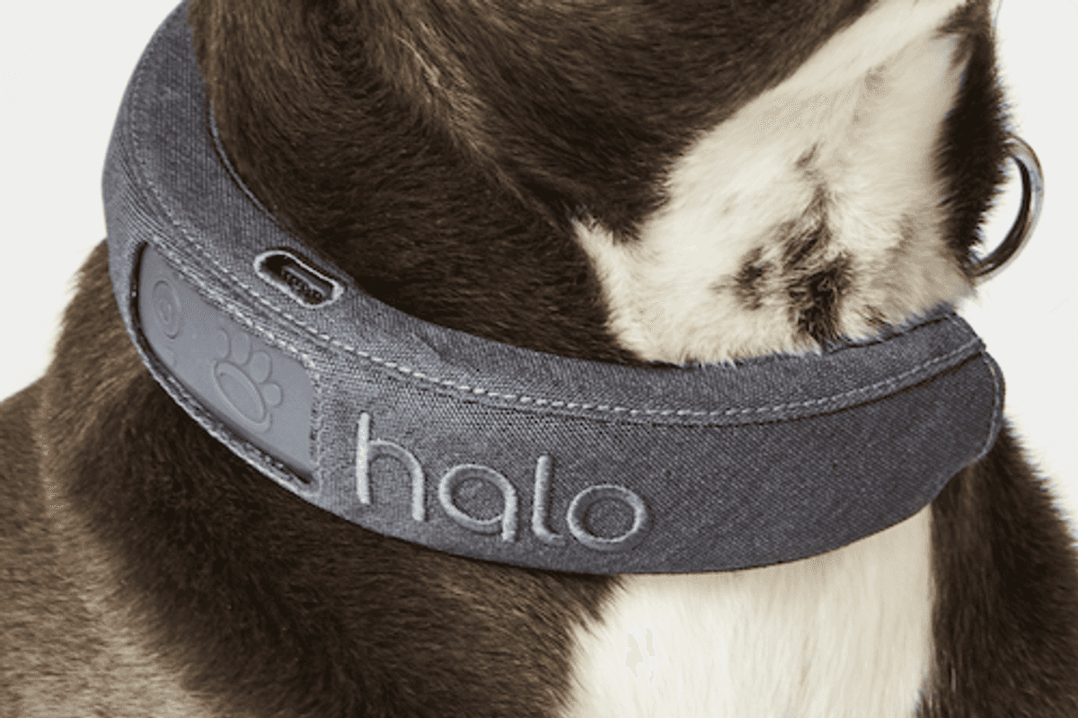 a photo of a dog wearing Halo Collar