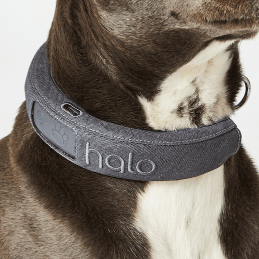 a photo of a dog wearing Halo Collar