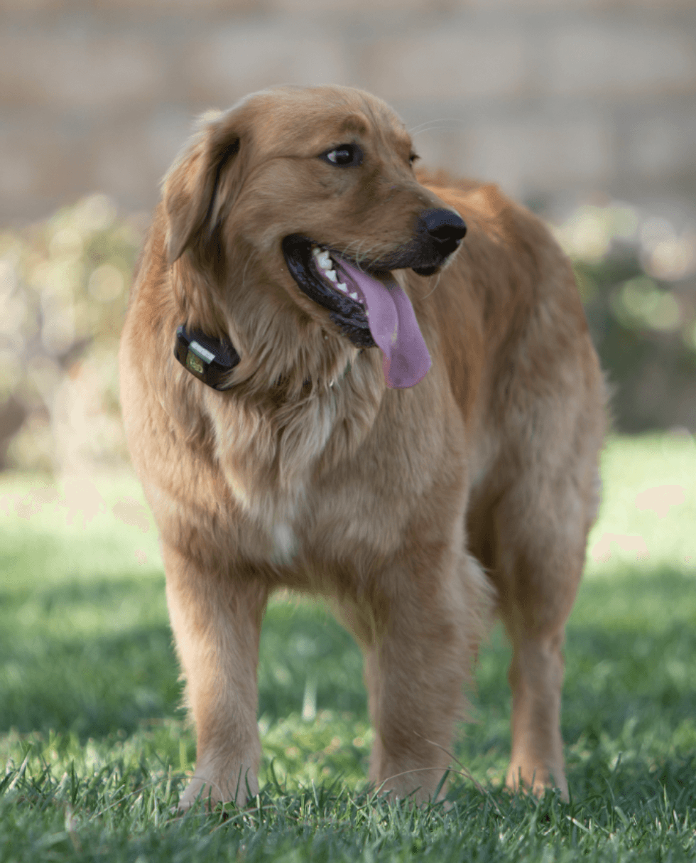 a photo of a dog wearing Wagz Freedom Collar