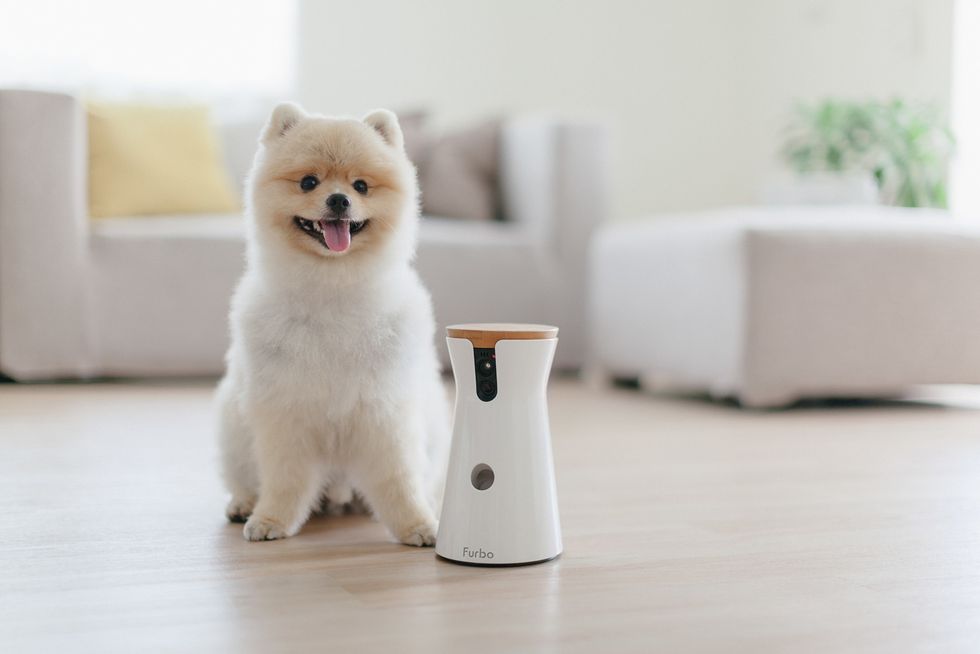 A photo of a small fluffy dog next to Furbo, which doubles as a camera and a food dispensary, delivering treats or kibble throughout the day