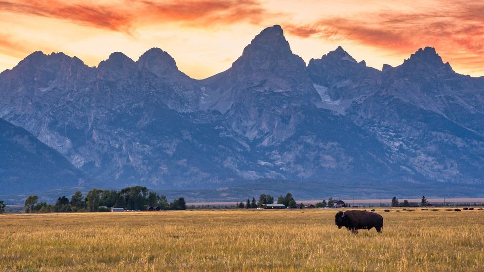 a photo of bison in Yellowstone National Park, Wyoming/Montana/Idaho: