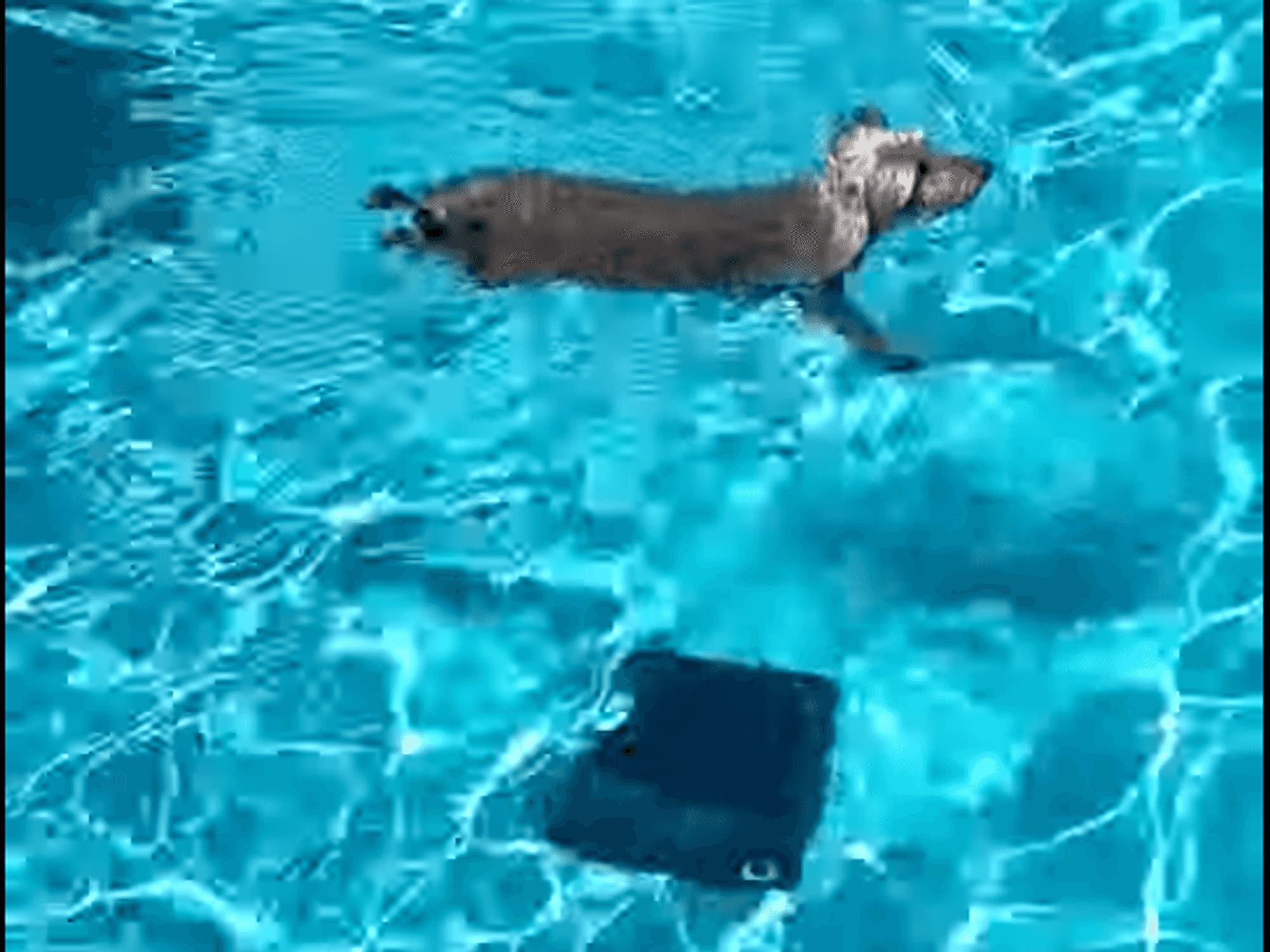 a photo of Scruffy and Aiper Scuba S1 Cordless Robotic Pool Cleaner in a pool