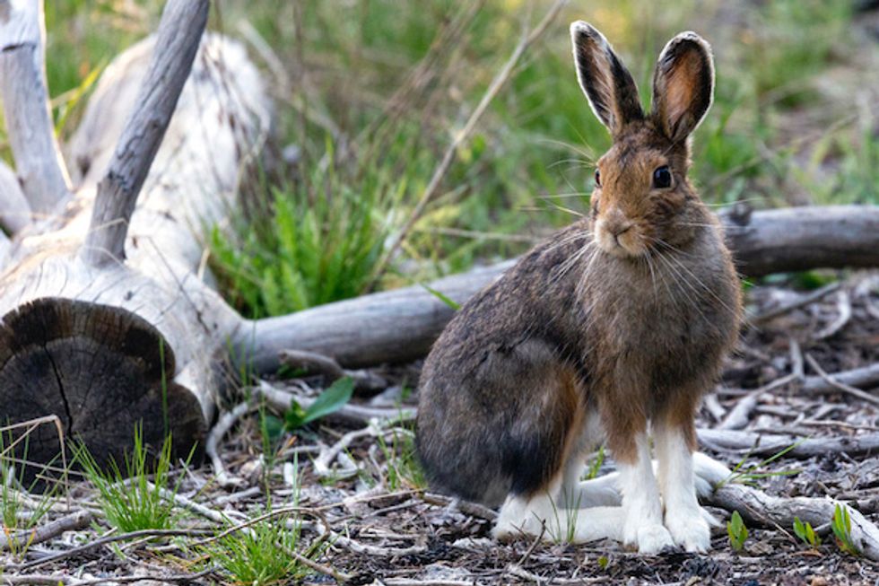 A snowshoe hair with brown fur, and its feet white with green grass around the animal
