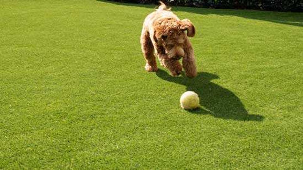 Big Dog Plays on Artificial Grass Lawn