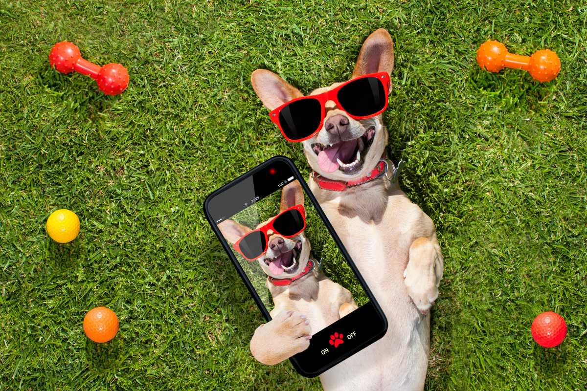 The future is here: Google Photos now has facial recognition for cats and dogs