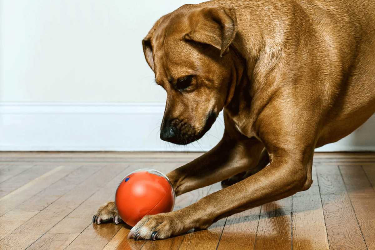 Holiday Gift Guide For Smart, Pampered Pets