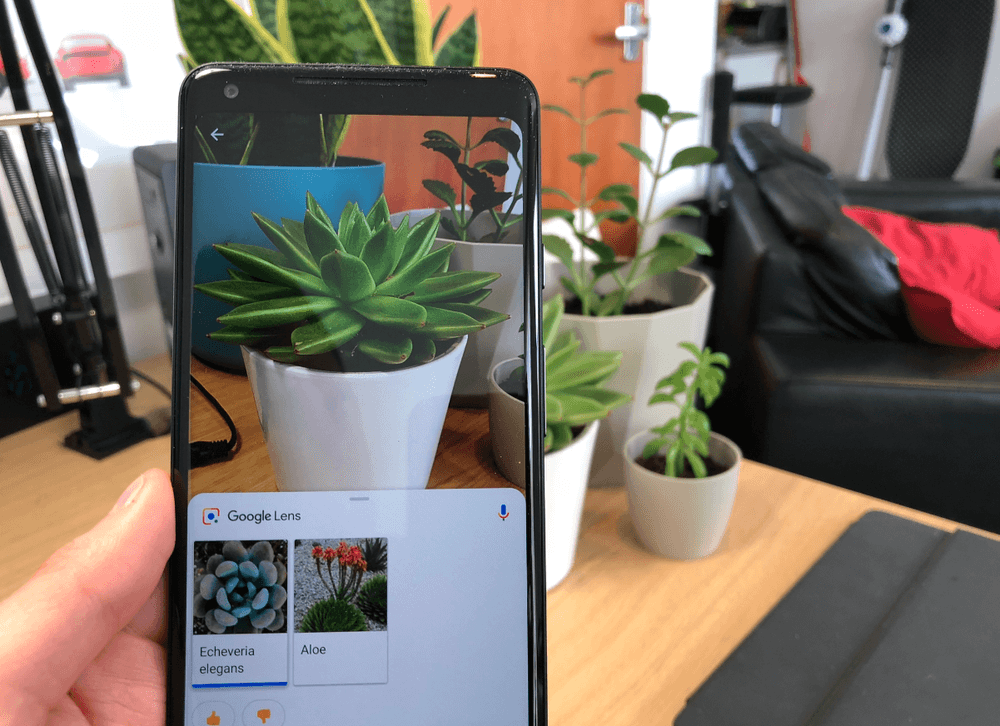 sansevieria fernwood pflege Sansevieria Fernwood For Sale Including Care Guide main image 0