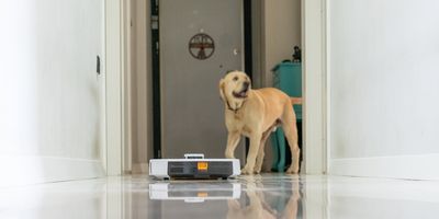 a photo of a dog and a robot vacuum in a hallway