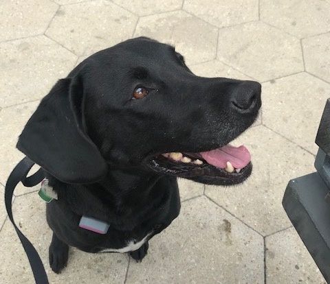 A pink square box on the collar of a smiling large black dog