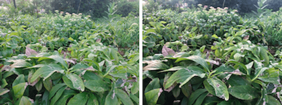 LG Velvet smartphone review