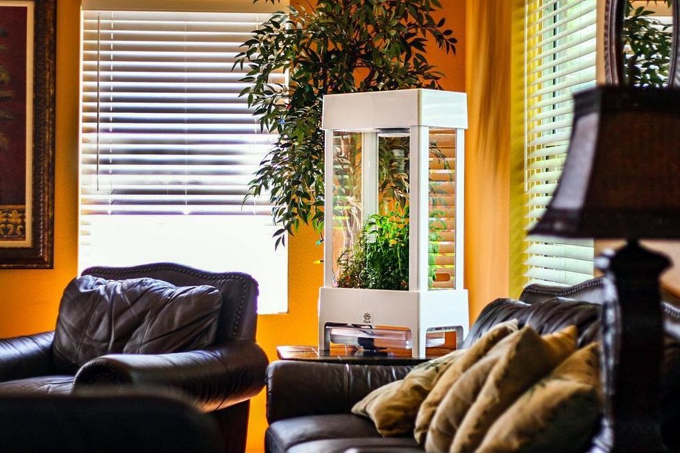 One of the more affordable option on our list, Niwa, pictured here, taps into hydroponics to grow your plant