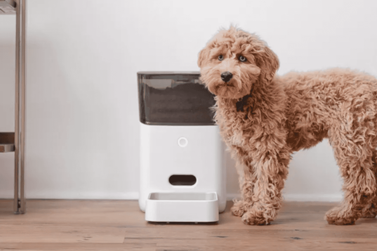 Petnet SmartFeeder
