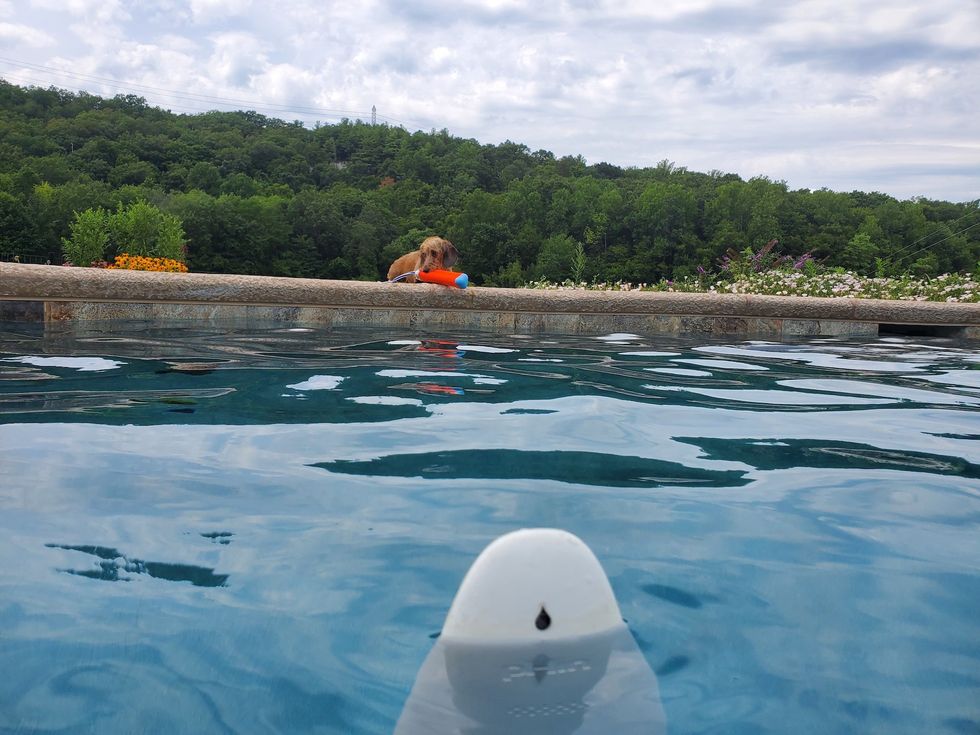 pHin in pool with dog on deck watching it