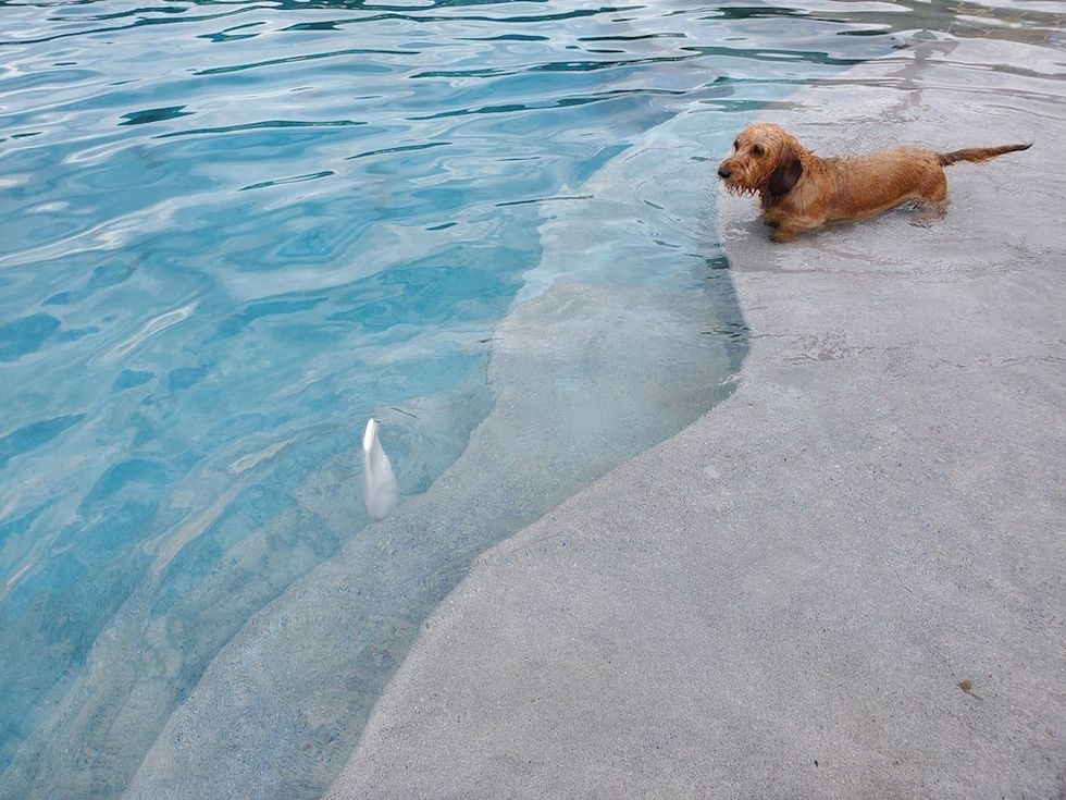 pHin in pool with dog watching