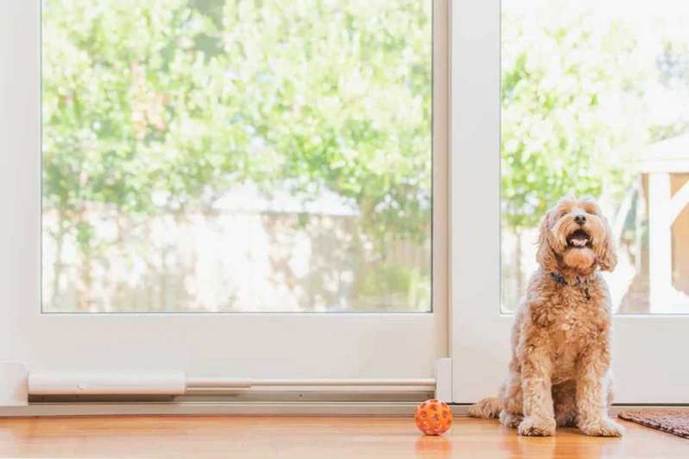 photo of a dog sitting in front of Wayzn Smart Pet Door