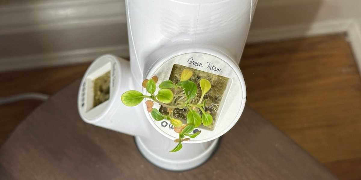 photo of Gardyn ycube for Green Tatsoi