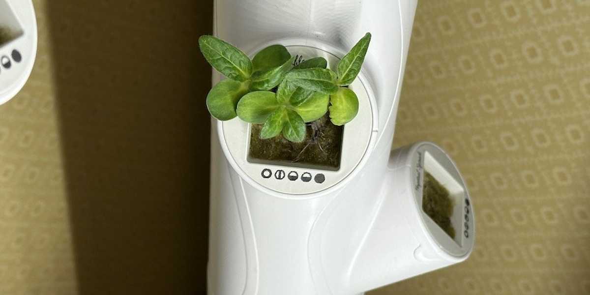 photo of Growing lettuce in yCube with Gardyn