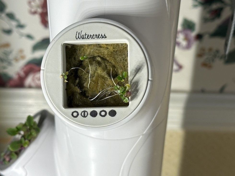 photo of Watercress yCube not growing.