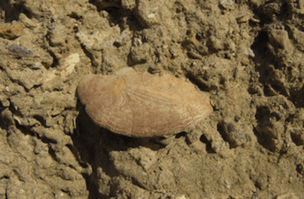 Sand dollar fossil from the Etchegoin Formation