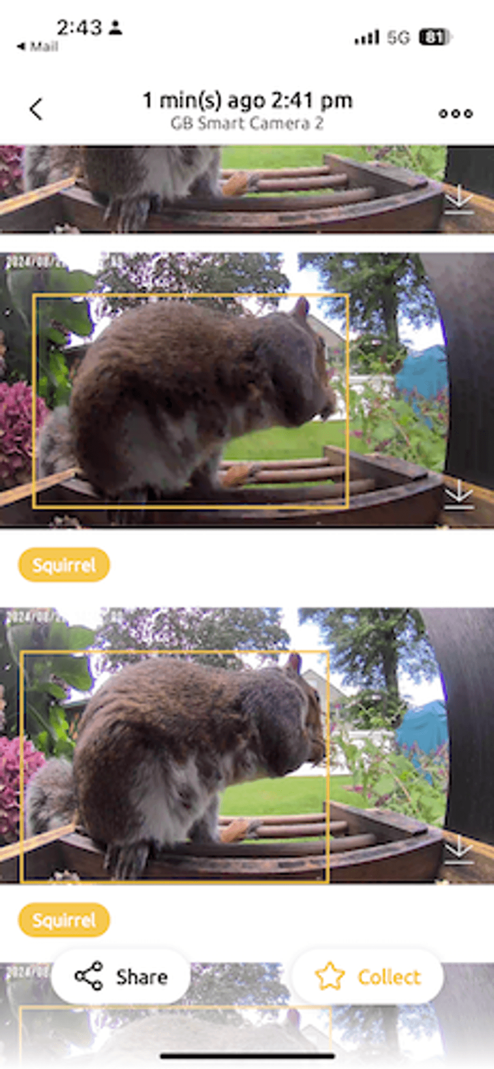 Screenshot of Birdfy app showing a squirrel eating the food and camera's AI identifying the animal as a squirel