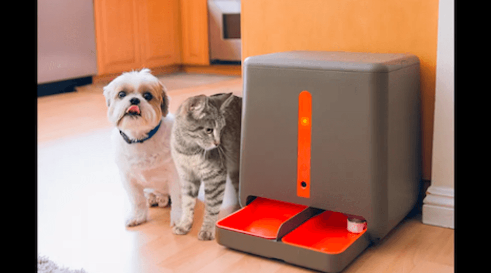 The easyFeed pet feeder with a dog and a cat next to them