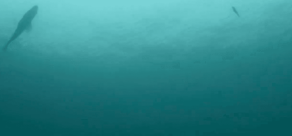 The silhouette of two fish against a clear blue ocean