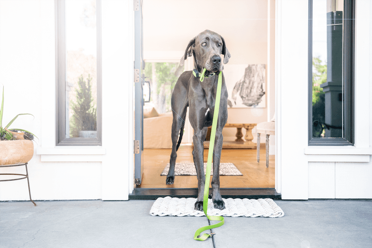 Whistle GO tracker now monitors your pet’s health and location 24/7